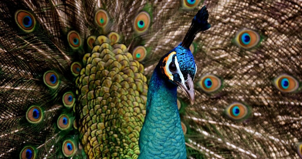 peacock beautiful multicoloured 3080897